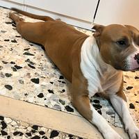 Cane per accoppiamento