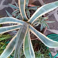 Agave variegata