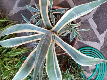 Agave variegata