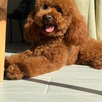 Barboncino Nano Maschio