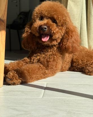 Barboncino Nano Maschio