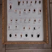 Scatola entomologica, cassetta entomologia agraria