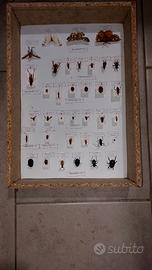 Scatola entomologica, cassetta entomologia agraria
