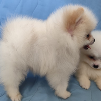 Volpino spitz di pomerania