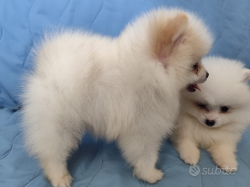 Volpino spitz di pomerania