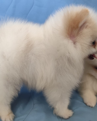 Volpino spitz di pomerania