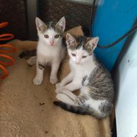 Cuccioli di gatto europeo