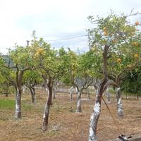 Alberi di agrumi 