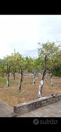 Alberi di agrumi 