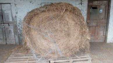 Balle di fieno 2 taglio