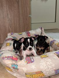 Cuccioli pinscher chihuahua (pincher)