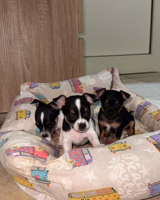 Cuccioli pinscher chihuahua (pincher)