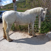 Cavalla