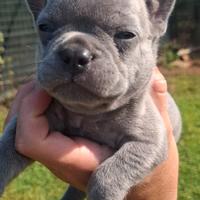 Bulldog francese