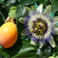 piantine di passiflora 