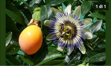 piantine di passiflora 