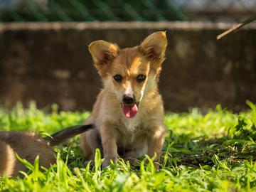 Volpino Corgi cucciolo maschio