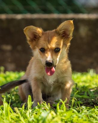 Volpino Corgi cucciolo maschio