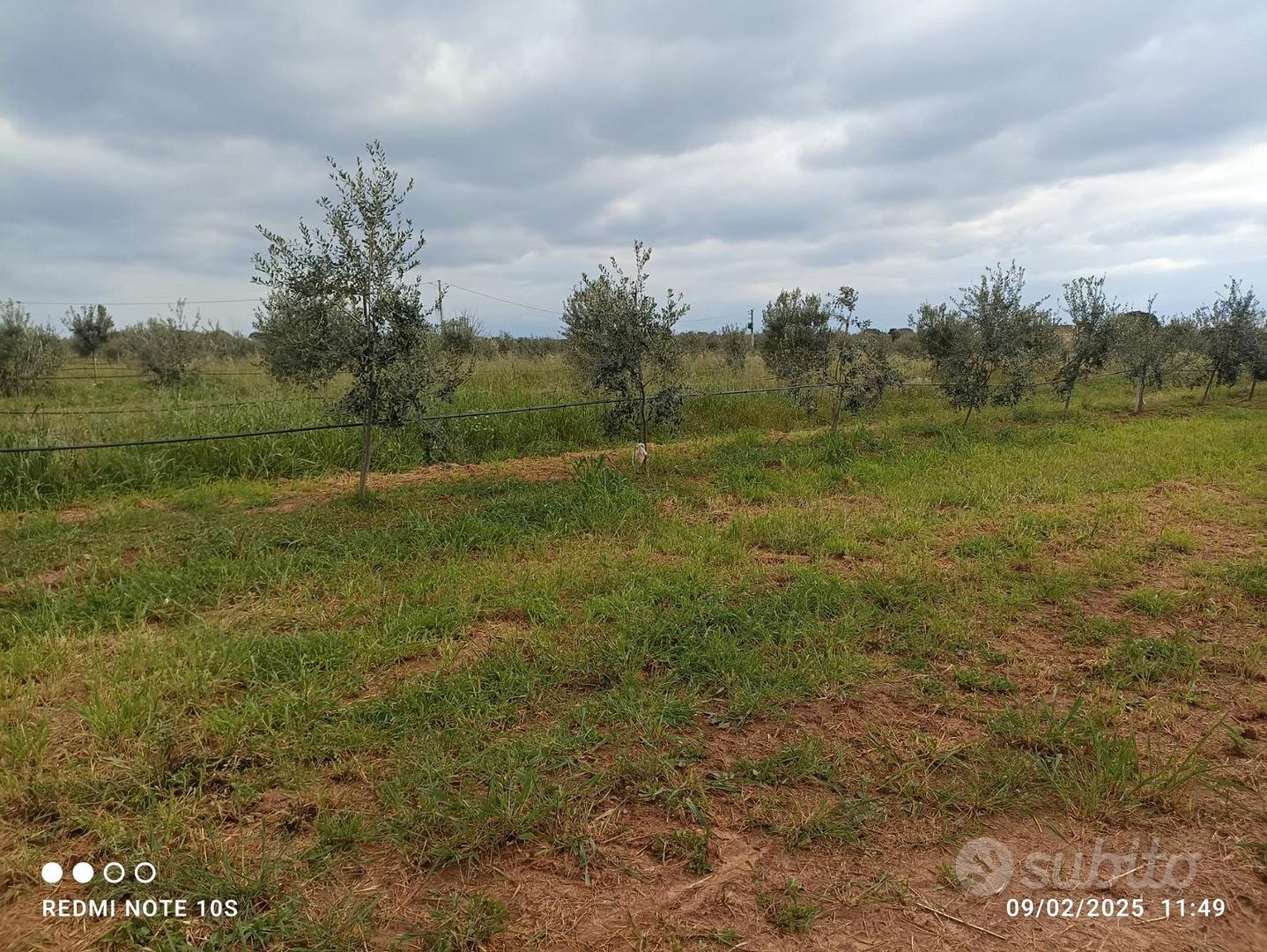 Terreno agricolo uliveto + altri alberi - Vista 2
