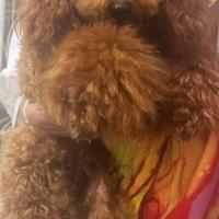 Barboncino nano 8 mesi