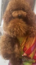 Barboncino nano 8 mesi