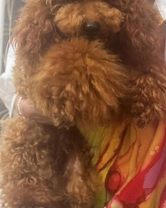 Barboncino nano 8 mesi