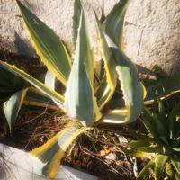 Pianta di Agave striata. 