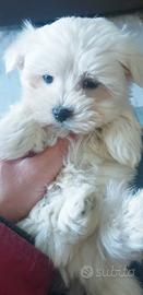 Maltese cuccioli