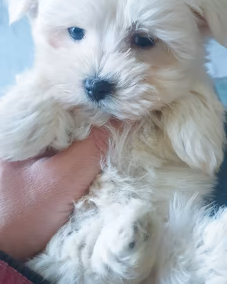 Maltese cuccioli