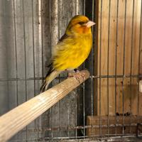 Incardellato maschio