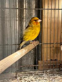 Incardellato maschio