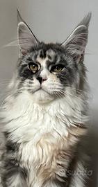 Cucciolo Maine Coon femmina