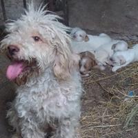 Lagotto romagnolo x cavare tartufi 3475936690