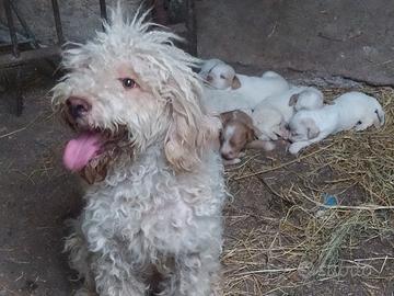 Lagotto romagnolo x cavare tartufi 3475936690