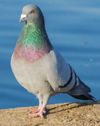 Piccioni
