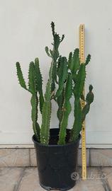 pianta grassa cactus euphorbia candelabrium
