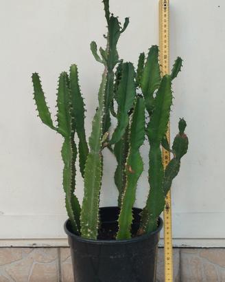 pianta grassa cactus euphorbia candelabrium