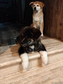 Cucciolo Akita inu