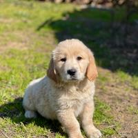 Cuccioli di golden retriver