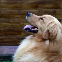 Golden retriever 100% americano monta