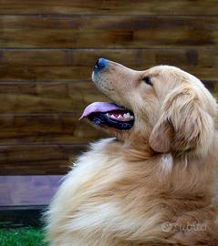 Golden retriever 100% americano monta
