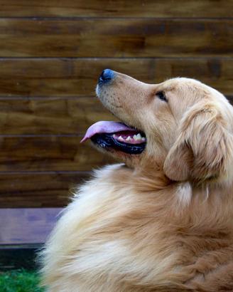 Golden retriever 100% americano monta