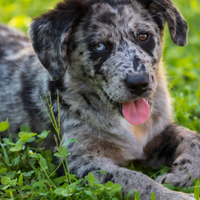 Cucciola Pastore australiano x Border collie