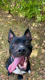 American Pitbull Terrier