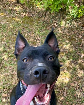 American Pitbull Terrier