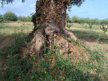 Ulivo secolare monuentale 100 anni