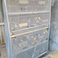 Allevamento canarini