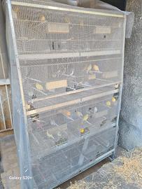 Allevamento canarini