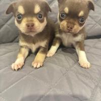 Cuccioli di chihuahua