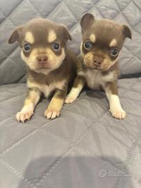 Cuccioli di chihuahua